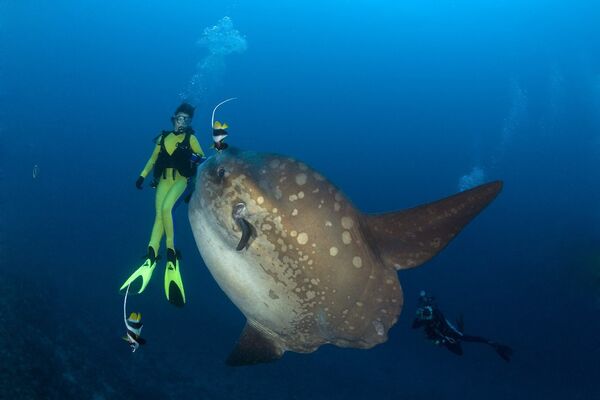 Рыбы глубин океана (59 фото)