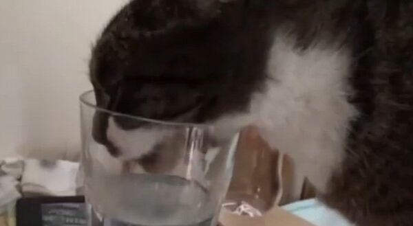 Видео в YouTube: кошка пьет из стакана