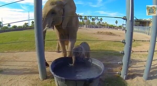 Видео в YouTube: слоненок пускает пузыри