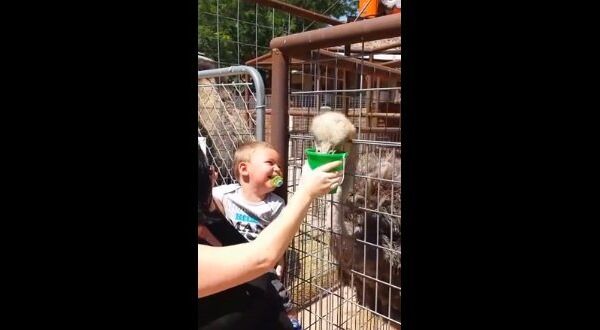 Видео в YouTube: ребенок кормит страуса