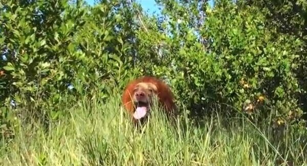 Видео в YouTube: розыгрыш со львом