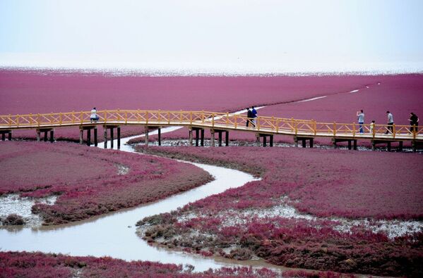 Цветущие поля в Китае