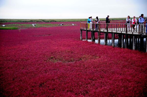 Цветущие поля в Китае