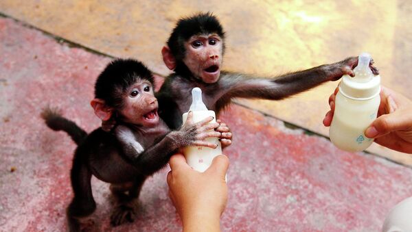 Детеныши бабуинов в зоопарке города Ханчжоу, Китай