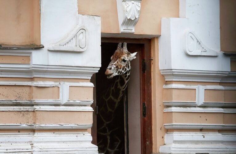 Жираф прячется от дождя в загоне Московского зоопарка