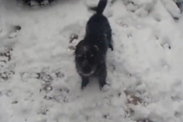 Долгожданный первый снег: как собака впервые встретила зиму