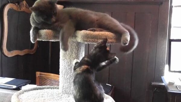 Видео в YouTube: кошка против котят