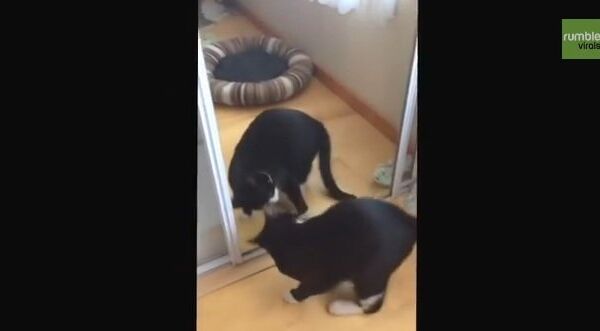 Видео в YouTube: знакомство кота с зеркалом