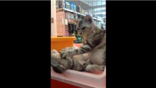 Видео в YouTube: кошачий массаж