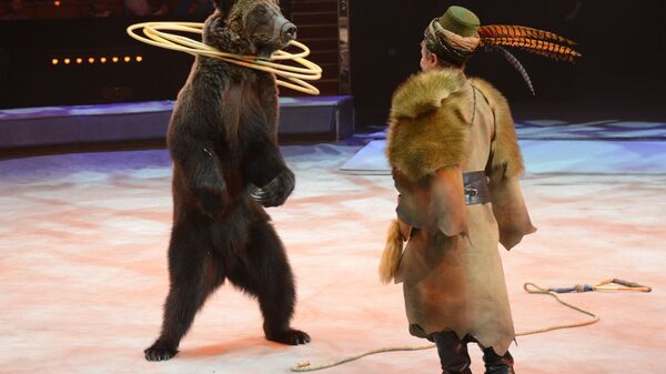 Дрессированные медведи в новом шоу Цирка братьев Запашных в Москве