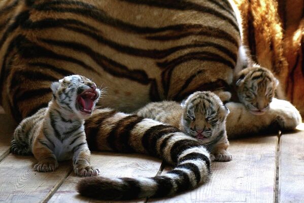 Амурские тигрята с мамой