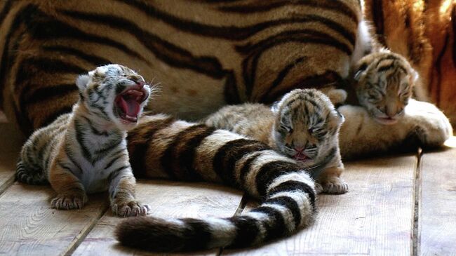 Амурские тигрята с мамой