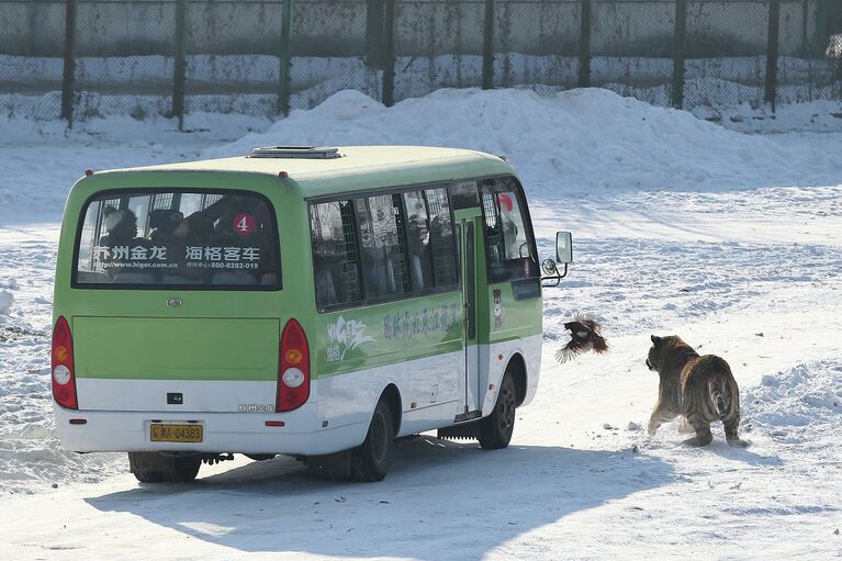 Амурский тигр в парке в городе Харбине, Китай