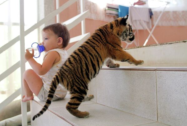 Амурский тигренок в квартире в Сочи