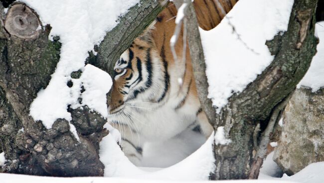 Амурский тигр, архивное фото