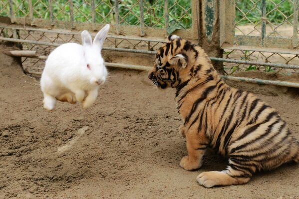 Амурский тигренок играет с кроликом