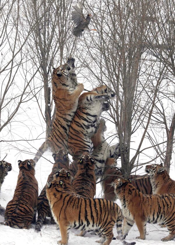 Амурские тигры во время охоты