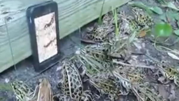Лягушки смотрят видео