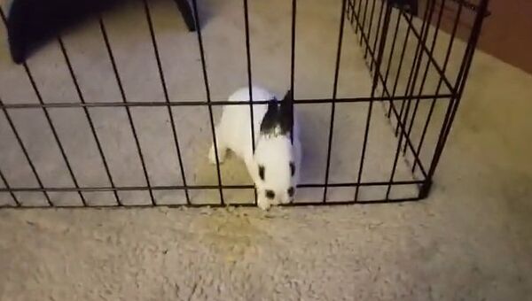 Видео в YouTube: крольчиха и ее новая клетка