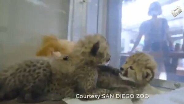 Видео в YouTube: детеныши гепарда