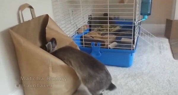 Видео в YouTube: кролик и рюкзачок