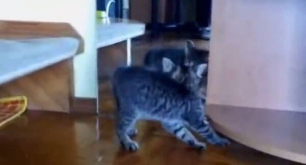 Видео в YouTube: котенок и зеркало