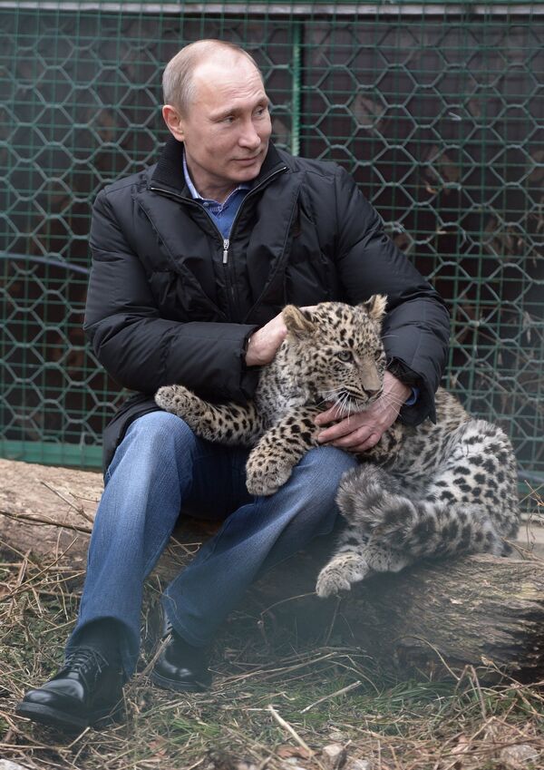 Владимир Путин во время посещения Центра разведения и реабилитации переднеазиатского леопарда. 2014 год