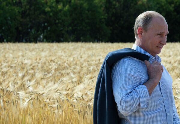 Владимир Путин во время осмотра ячменного поля