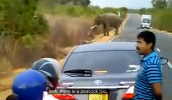 Опоздал, потому что пробки… из-за слонов
