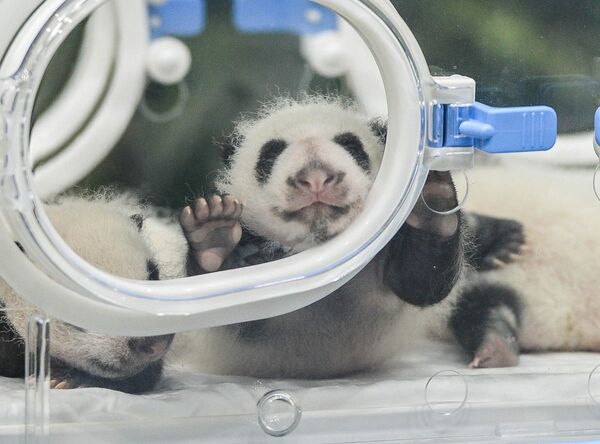 Новорожденные панды