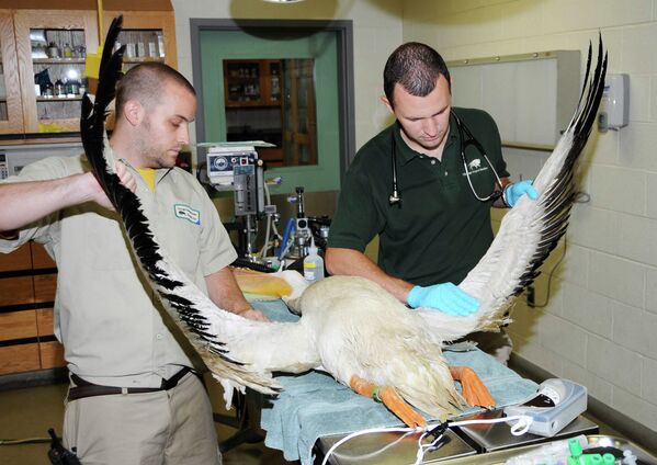 Белый пеликан во время обследования