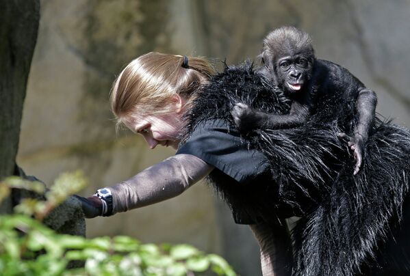 Волонтер заменяет мать детенышу гориллы