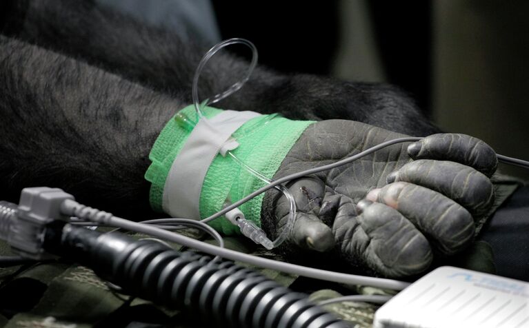 Горилла во время осмотра Горилла во время осмотра