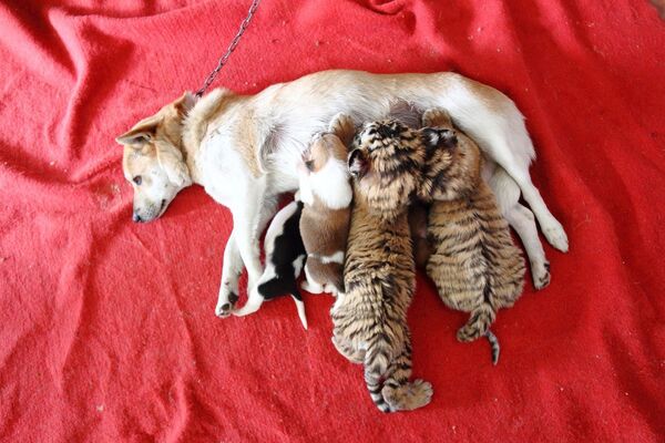 Собака выкармливает новорожденных тигрят