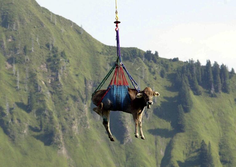 Травмированную корову перевозят на вертолете для оказания медицинской помощи Травмированную корову перевозят на вертолете для оказания медицинской помощи