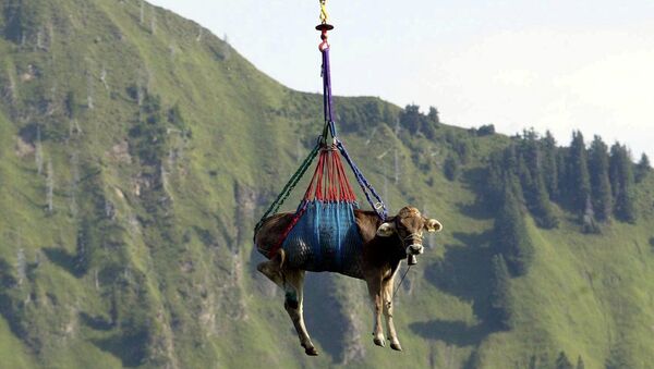 Травмированную корову перевозят на вертолете для оказания медицинской помощи
