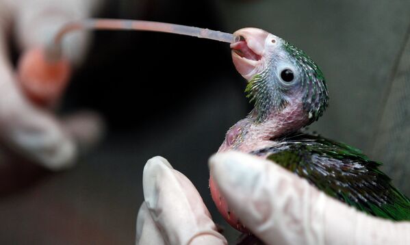 Ветеринар кормит попугая в приюте для животных в Колумбии
