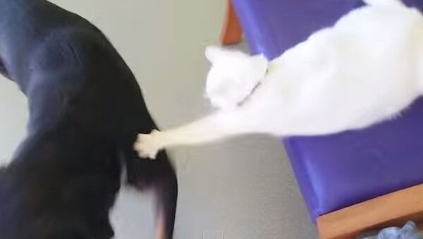Однажды в ветклинике: ротвейлер получает множественные удары от кота