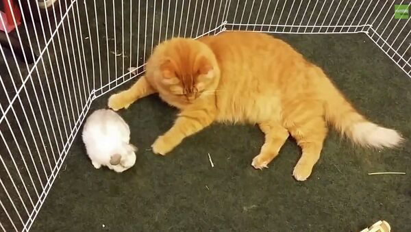 Кошка стала нянькой для кроликов