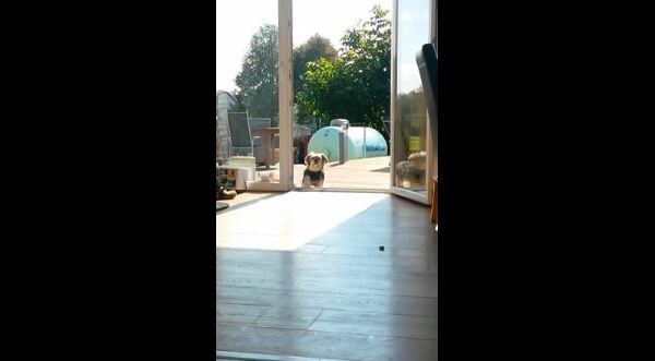 Видео в YouTube: собака на террасе