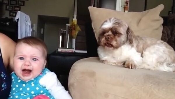 Видео в YouTube: ребенок и собака плачут вместе
