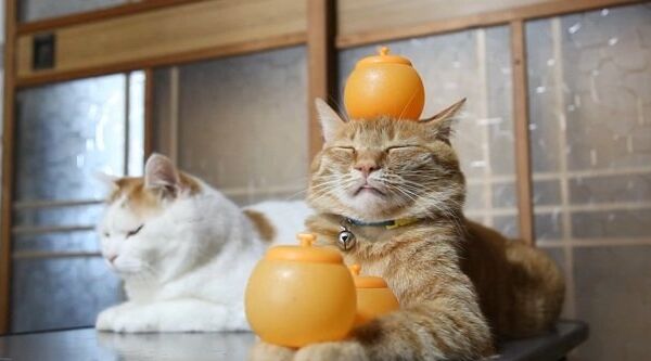 Видео в YouTube: кот и апельсин