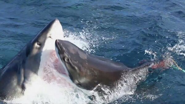 Акула против акулы: редкая водная битва