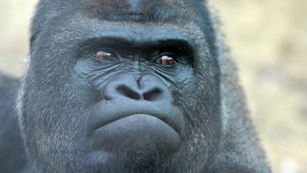 Западная равнинная горилла в Московском зоопарке. Архивное фото