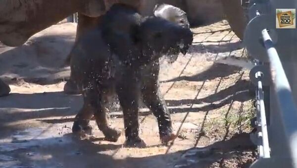 Видео в YouTube: слоненок принимает душ