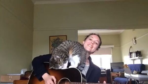 Видео в YouTube: кот и гитара