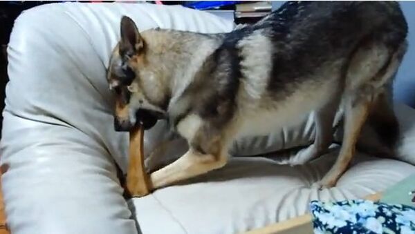 Видео в YouTube: пес и косточка