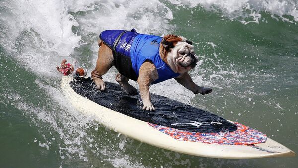 Участник состязания по собачьему сёрфингу в Калифорнии