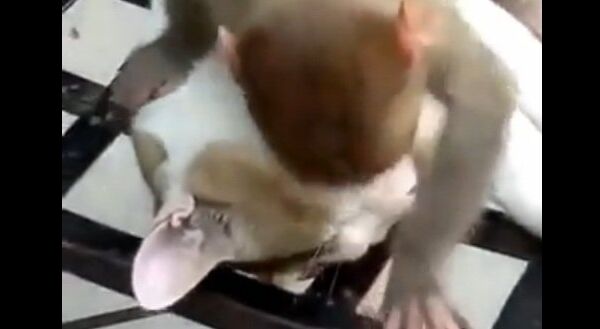 Видео в YouTube: обезьяна и кот