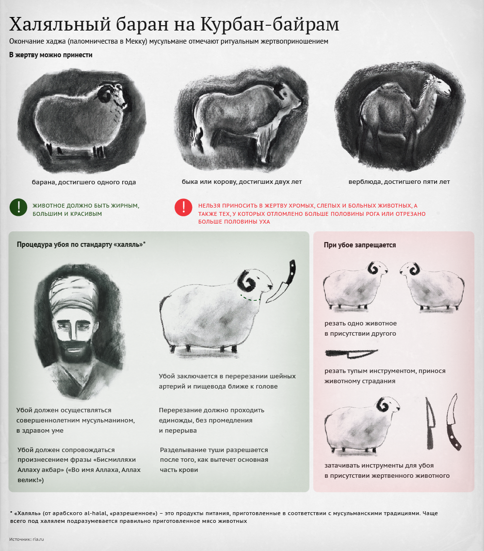 Харам баран. Халяльный баран на Курбан байрам. Халальные бараны на Курбан байрам. Возраст животных на Курбан байрам. Как правильно резать барана.